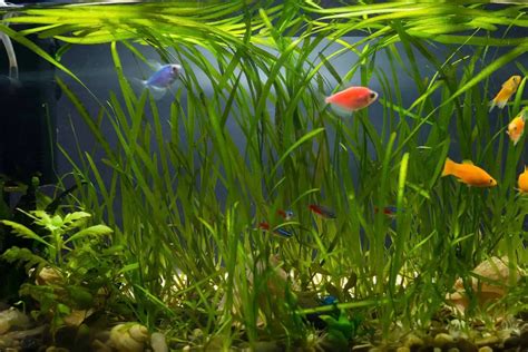 Aqueon 30 Filter Modification 的图像结果