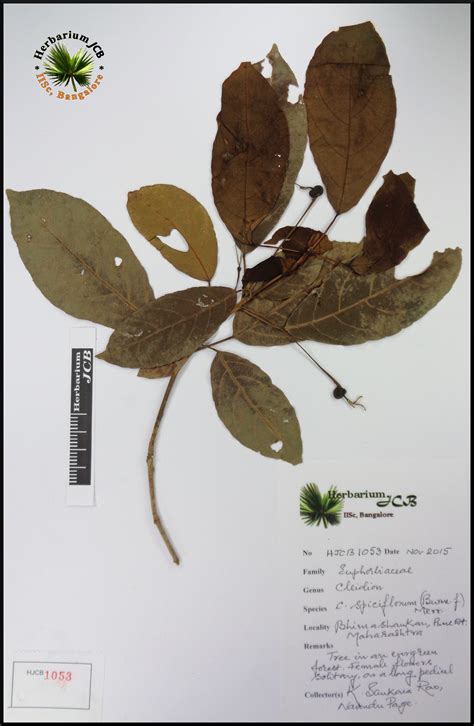 Herbarium JCB