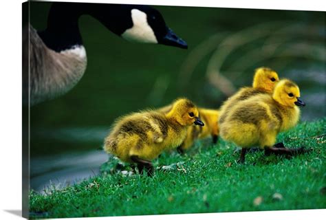 Canada Goose With Chicks | Great Big Canvas