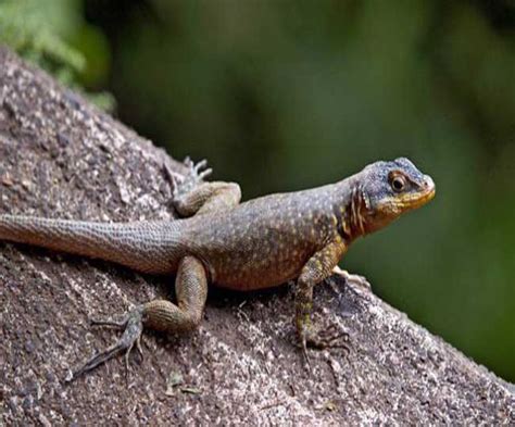 मेकांग नदी क्षेत्र से मिले 115 नई प्रजाति के जीव - Lizards turtle among ...