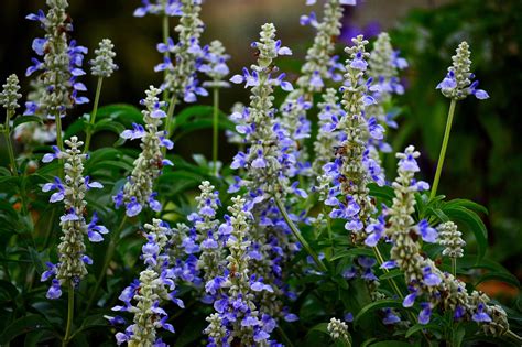 Salvia Divinorum —The Diviner’s Sage
