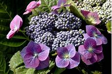 tailler les hortensias photos hortensia planter et tailler ooreka tailler les hortensias photos hortensia planter et tailler ooreka
