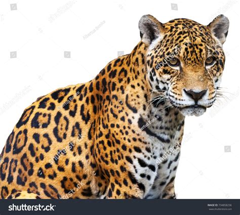 Jaguar Remote Programming 的图像结果