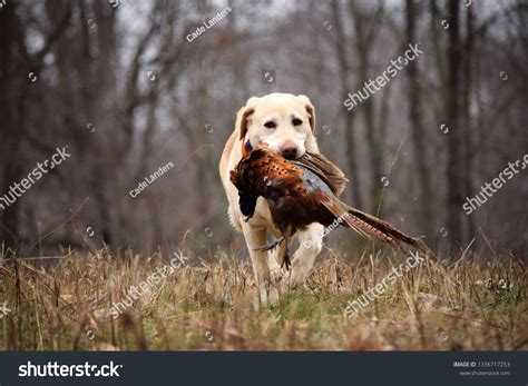 Labrador Retriever Hunting Dogs 的图像结果