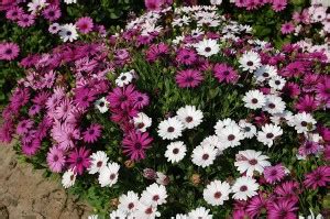 KANAYA Osteospermum F1 Hybrid Flower Seed Price in India - Buy KANAYA ...