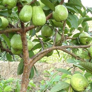 seedagro Fresh Sweet Guava Fruit hybrid (High yield variety) Seed Price ...
