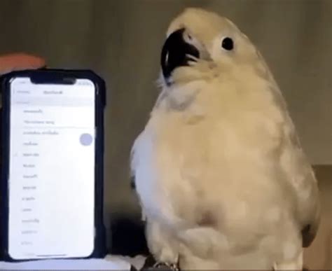 Viral Video Of Cockatoo Bird Dance On Alarm Ringtone People Give Funny ...
