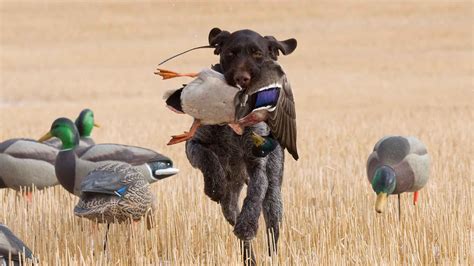 Duck Hunting Dog Breeds