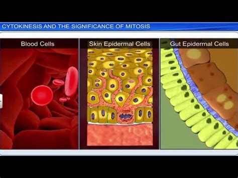 Cell Division and Cell Cycle Video Lecture - Biology for ACT