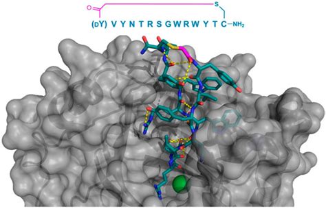 Structural Features and Binding Modes of Thioether-Cyclized Peptide Ligands