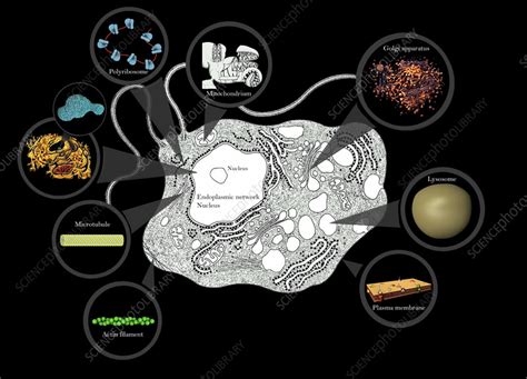 Normal Cell Structure 的图像结果