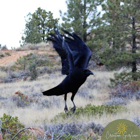 Raven Animal Symbolism and Fun Facts - Creation Girl - Marnie Kuhns