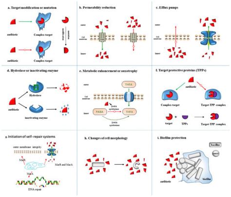 The Mechanism of Bacterial Resistance and Potential Bacteriostatic ...