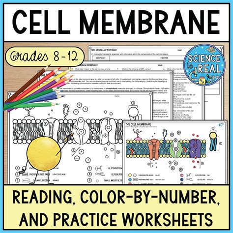 Cell Membrane Amoeba Sisters Handout - Science is Real Education