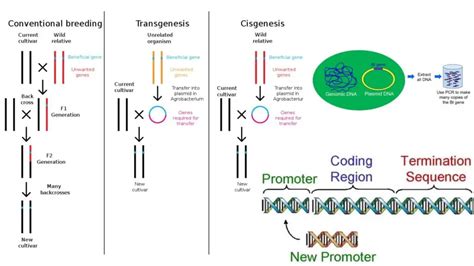 Image result for Define Genetic Engineering