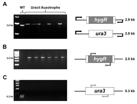 CRISPR/Cas9-Mediated Gene Replacement in the Fungal Keratitis Pathogen ...