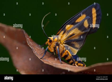 Moth is REALLY needy for you Background Vector Art Recipe Vector Recipe Vector Recipe Product