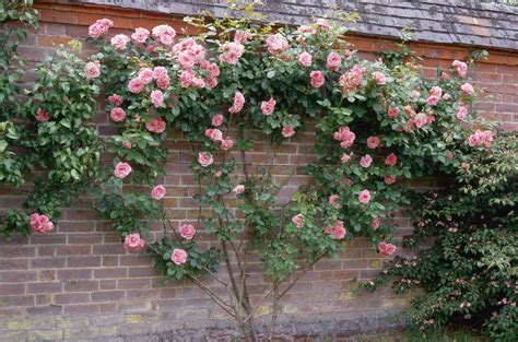 Rose Garden Design Ideas Pictures at Laura Livingstone-learmonth blog