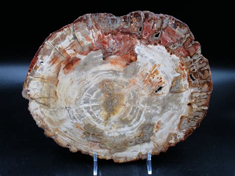 Madagascar Petrified Wood Triassic Age 7.5 inches