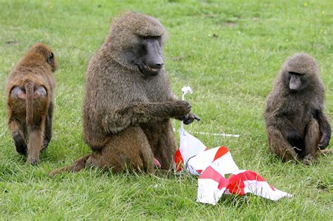 Image result for Why Baboons Attack Humans