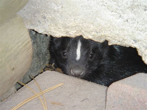 Ajax Wildlife Removal: Do Skunks Hibernate?