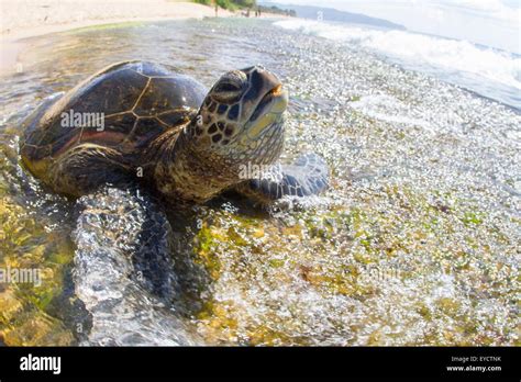 Image result for Turtle Shell Back Muscles