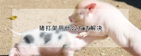 猪打架用什么方法解决 —【发财农业网】