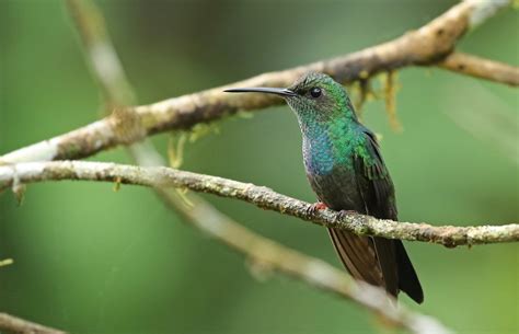 White-vented Plumeleteer (Ecuadorian) - eBird