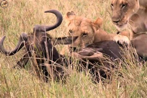 African Rock Python vs Lion 的图像结果