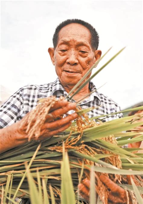 “海水稻之父”揭露袁隆平将天然杂交育种变成基因工程