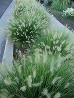 Image result for Little Bunny Ornamental Grass