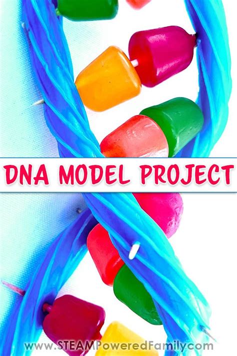 Image result for easyDNA DIY Model