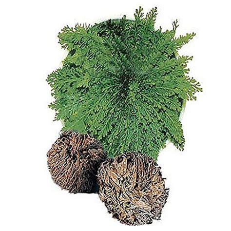 Buy Resurrection s Hydrophile Jericho Rose // Hidrófilo jericho a de la ...