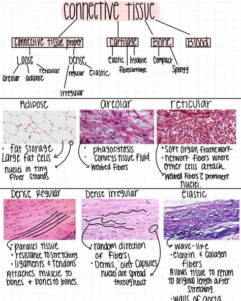 Connective Tissue Review: Loose & Dense | Anatomy and physiology, Basic ...