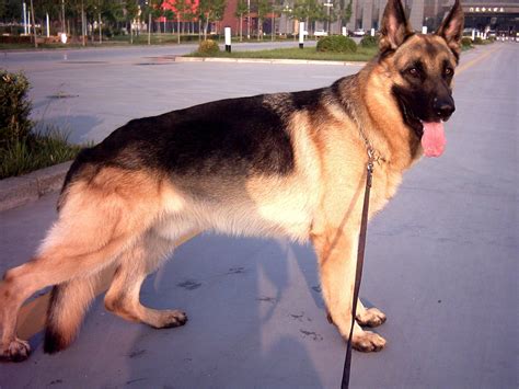 川东猎犬——中国优秀犬种，对主人极度忠诚，对陌生人强烈的敌意 - 每日头条