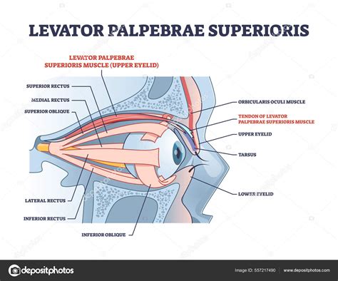 Levator Palpebrae Muscles