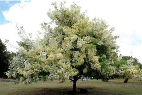 UNIQUE TREES - Outdoor Luxury