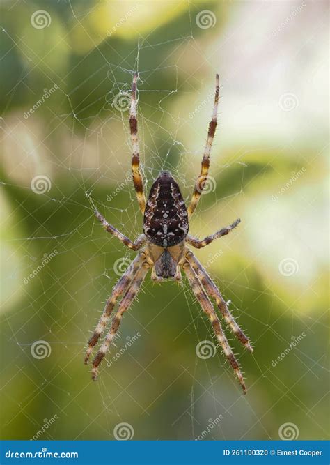 PA9061963 Dorsal View of a Colorful Cross Orb Weaver Spider, Araneus ...