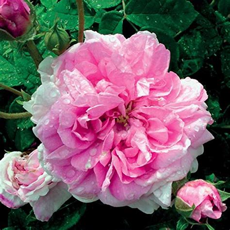 Royal Gardens Live Climbing Rose Miniature (Mini) Rose Grafted Pink ...