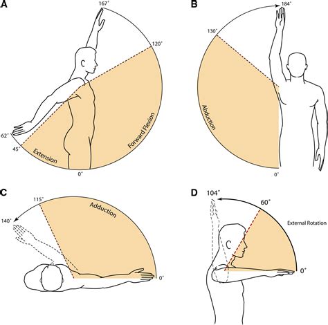Defining functional shoulder range of motion for activities of daily living - Journal of ...