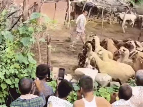 Cheetah from MP's Kuno National Park enters Rajasthan: Spotted hunting ...