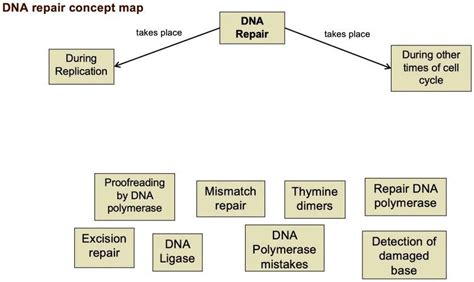 Steps to DNA Repair 的图像结果