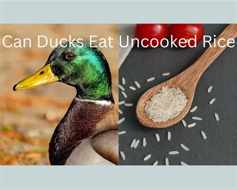 Can Ducks Eat Uncooked Rice? - PlantNative.org