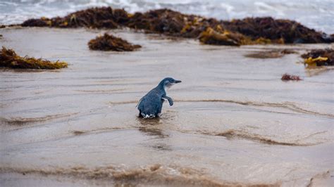 Penguin Foundation • Penguin Foundation seeks new Board Directors ...