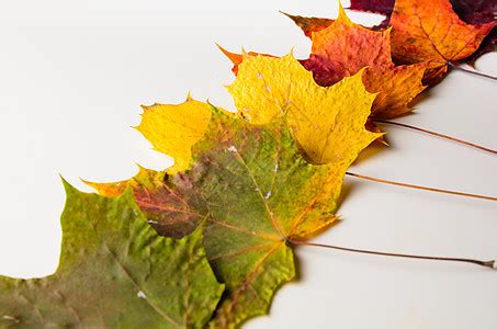 暖色的秋天大树下落叶背景图片素材图片_banner背景_底纹边框_图行天下图库