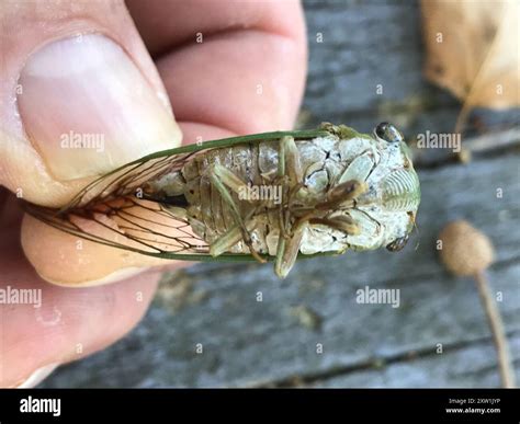 Superb Dog-day Cicada (Neotibicen superbus) Insecta Stock Photo - Alamy