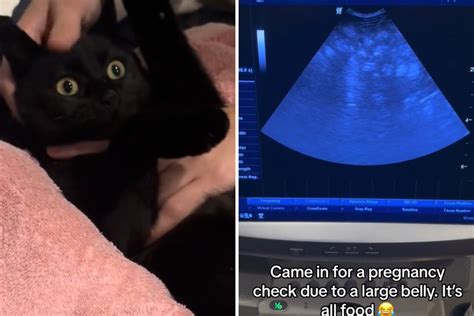 Owners Bring Cat In for Pregnancy Scan, Unprepared for What Vets Find ...