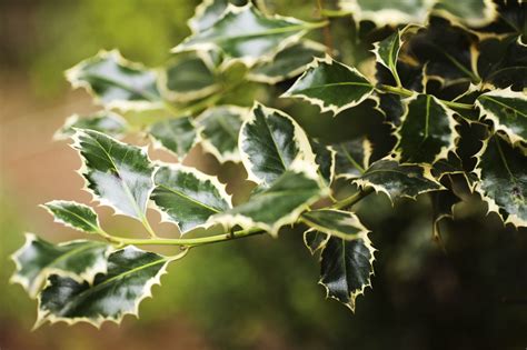 Trimming Holly Bushes - Garden Plantation
