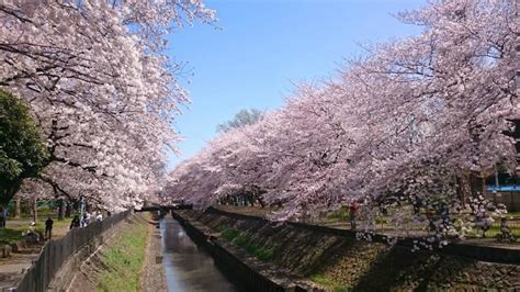 Image result for Chaveta Polegadas
