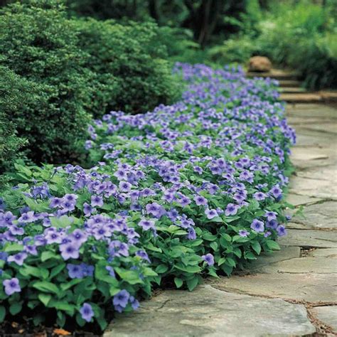 23 Best Low Growing Perennials for Ground Cover in 2025 | Ground cover ...